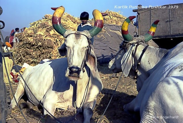 Zwei große und bemalte Zeburinder auf dem Viehmarkt von Pushkar
