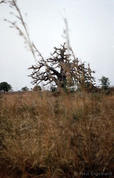 Foto eines westafrikanische Affenbrotbaums, auch Baobab genannt.